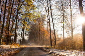 Obraz premium Pusta mokra droga leśna z drzewami na późną zimę dzień