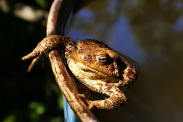 Toad in water