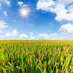 ripe rice in the field of farmland