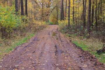 Leśna droga jesienią.