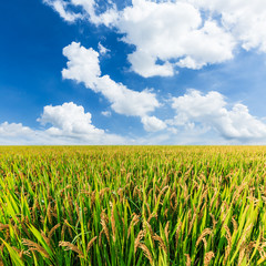 ripe rice in the field of farmland