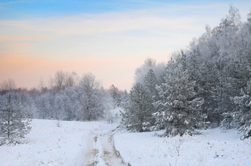 The road in winter forest