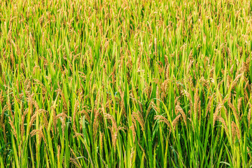 ripe rice in the field of farmland
