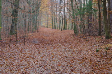 Las jesienią. © boguslavus