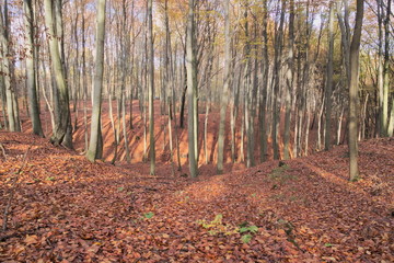 Las jesienią. © boguslavus