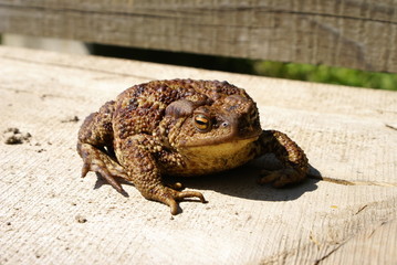 Toad sitting on a log