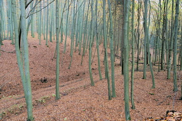 Las jesienią. © boguslavus