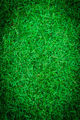 Green fresh grass background from above