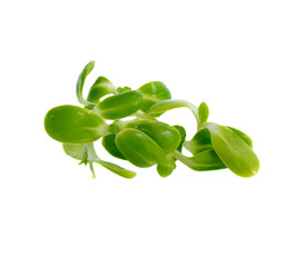 Green young sunflower sprout isolated on the white background
