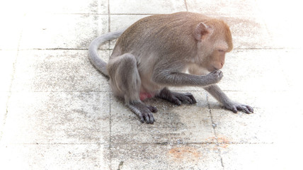 The hungry monkey eating store grain in the temple, Thailand