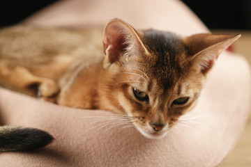 Purebred sleepy abyssinian kitten resting in hat