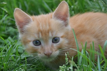 Naklejka na ściany i meble Red kitten on a grass