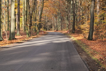 Droga przez jesienny las.