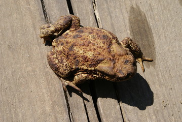 Toad sitting on a log