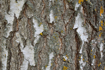 birch bark close up