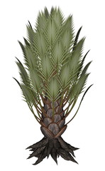 Fototapeta premium Palmtree, palm tree - 3D render