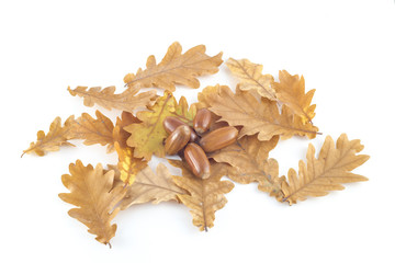 Oak acorns on autumn leaves