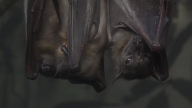 A group of fruit bats hanging upside down at night.