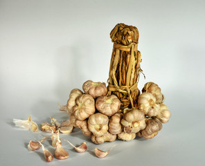 Bunch of garlic bulbs tied together for hanging on storage rail. Taken on White bacground in close range.