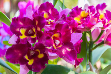 Purple Cattleya orchid.