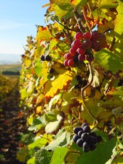 Vigne en automne en Champagne (France)