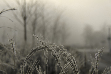Frosty grass with foggy background