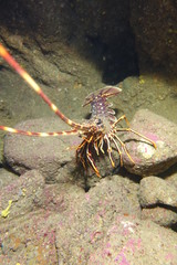 Langouste:  Atlantique