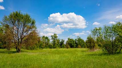 Fototapeta na wymiar green meadow in steppe