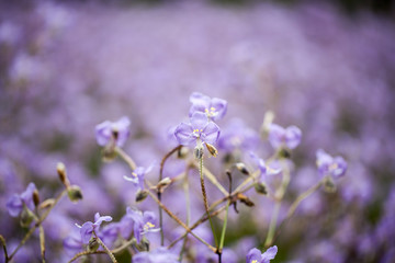 Purple flowers field (Murdannia giganteum), Soft focus