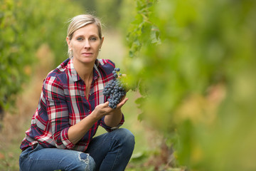 Naklejka na ściany i meble winegrower woman harvesting