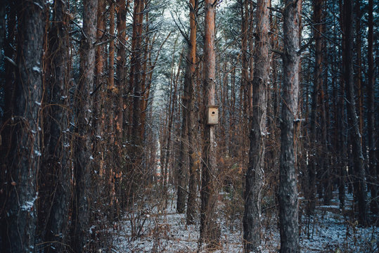 birdhouse in a pine forest