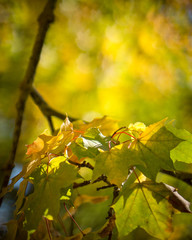 golden maple