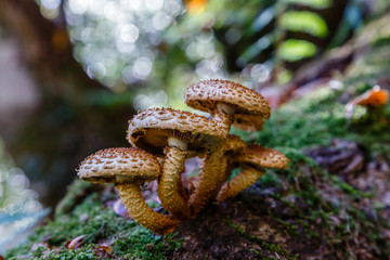 Mushroom in the meadows of the Leitariegos valley in Asturias, Spain