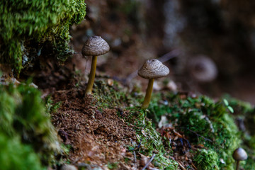 Mushroom in the meadows of the Leitariegos valley in Asturias, Spain