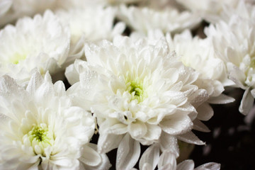 white chrysanthemum, whit green, with water drops