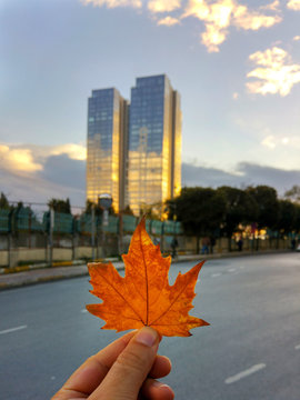 Man holding a maple leaf also skyscrapers on background