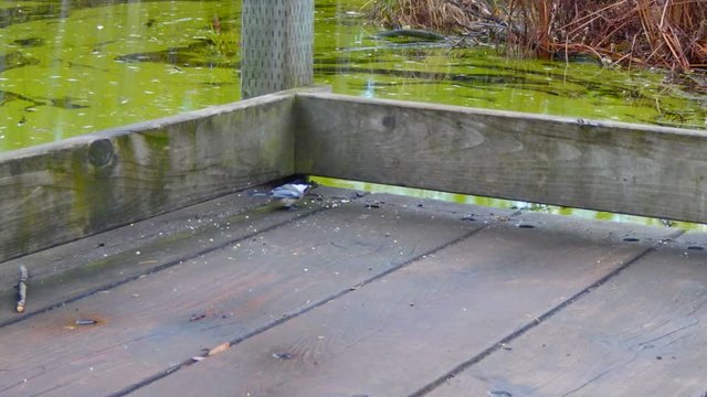 m&eacute;sange &agrave; t&ecirc;te noire