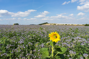 Feld mit Sonnenblume