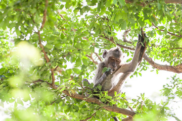 Monkey on tree