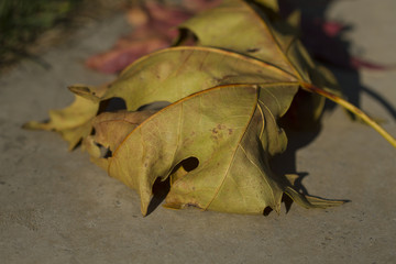 Naklejka premium Brown dry maple leaf on the asphalt