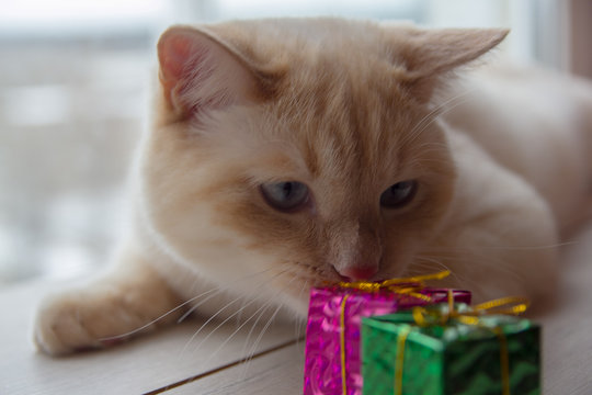 white funny playful young cat playing with Christmas toys, for Christmas.