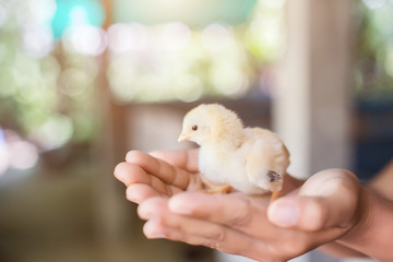 Hand hold caring for a small chicken