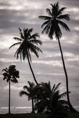 Palm trees on Moorea, French Polynesia
