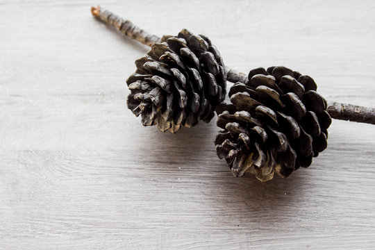 pine cones 2 pieces with place for text as an underlay or background