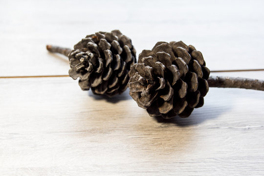 pine cones 2 pieces with place for text as an underlay or background