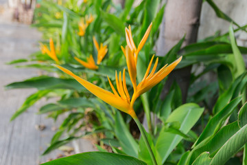 Fototapeta premium Heliconia latispatha
