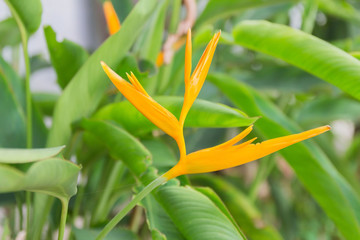 Heliconia latispatha