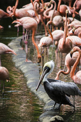 flamingo and pelican