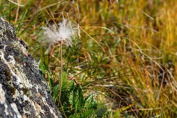 flower white fluffy Dryad