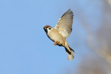 Flying Tree Sparrow against bright blue sky background